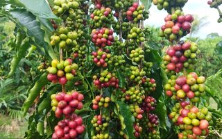 Mato Grosso investe na cafeicultura na agricultura familiar