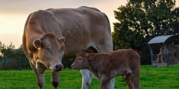 mercado-brasileiro-inseminacao-artificial-bovina-cresceu