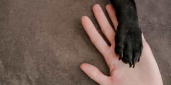 Perda de pet pode ser tão dolorosa quanto a de um parente