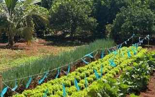Plantas pouco conhecidas como alimento ganham espaço