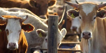 Preço do boi tem alta acumulada de quase 5% em fevereiro