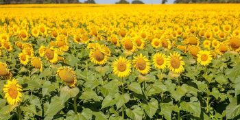 primavera-chega-el-nino-forte-alerta-chuvas
