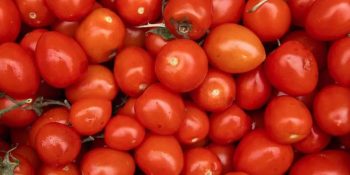 producao-tomate-2026-tem-clima-desafio