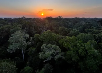 Programa celebra o Dia Mundial do Meio Ambiente