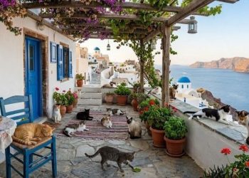 programa-syros-cats-grecia-abre-inscricoes