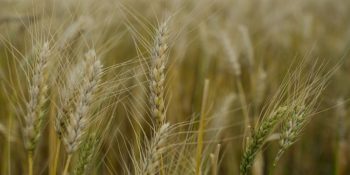 safra-agricola-2026-deve-totalizar-recorde