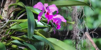 Várzea Grande realiza 1º Festival de Flores e Plantas com abertura