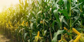 VBP do milho em Mato Grosso deve crescer 7,9% em 2026